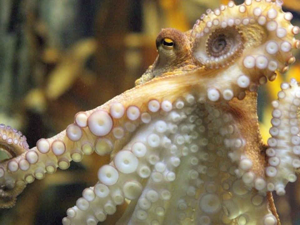 Le Journal vidéo du vendredi 9 juillet 2010, édition de 18H00.