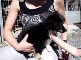 FLANELLE chiot croisé border collie 2 mois