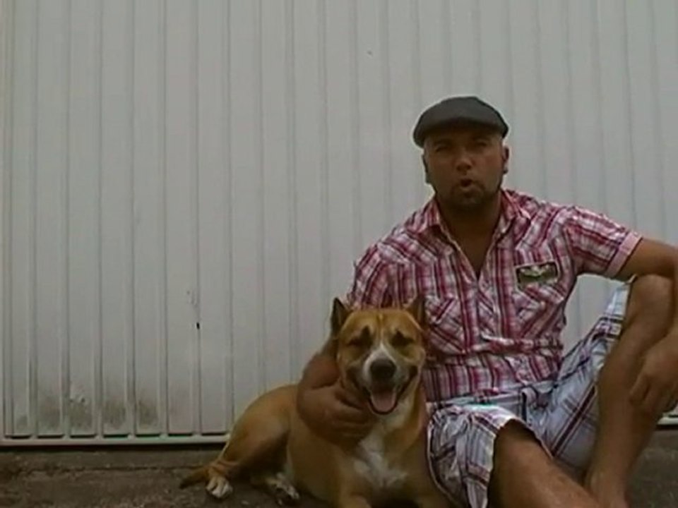 Hundeversicherung - tierversicherung hund