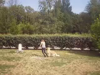 mon chien travaille en cerceau