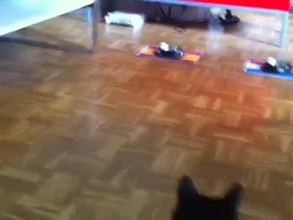 Manali la chatte pour l'Espagne!! Paul le Poulpe Crew!!