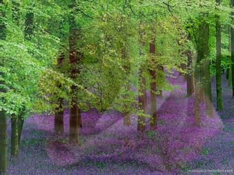 OLMASAYDI SONUMUZ BÖYLE YUSUF HAYALOGLU