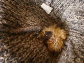 mon petit bébé  kroukrou qui vient de naitre 6