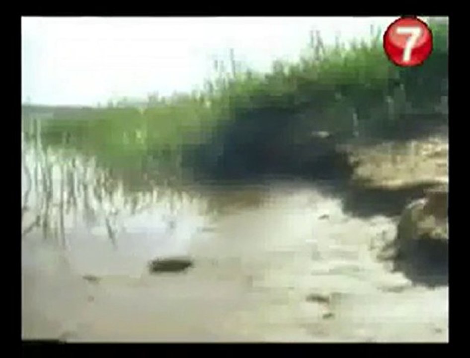 Vahşi Timsahın Merhameti