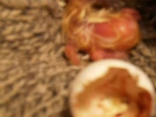 la delivrance de la coquille trop beau!! 4