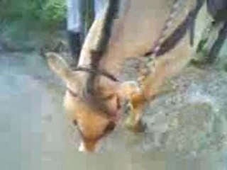 Ryta et rocco grattent dans l'eau