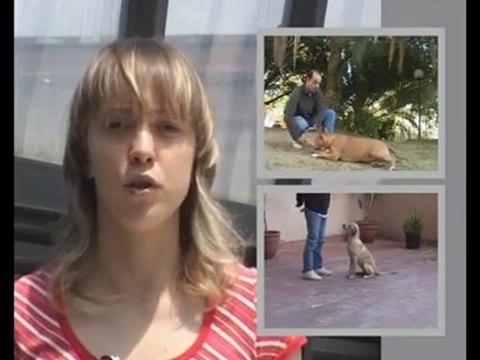 Educar-Perro Cachorro (1)