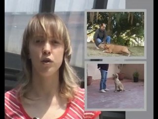 Educar-Perro Cachorro (1)