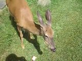 Man calls wild deer, it comes & he feeds it