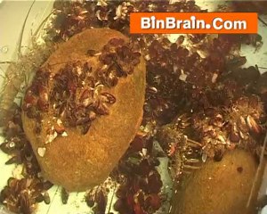 Explore the Diverse Types of Prawn at Kovalam 🦐