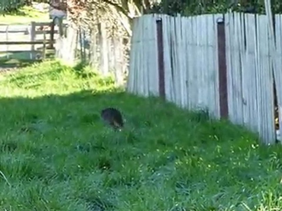 Wallaby