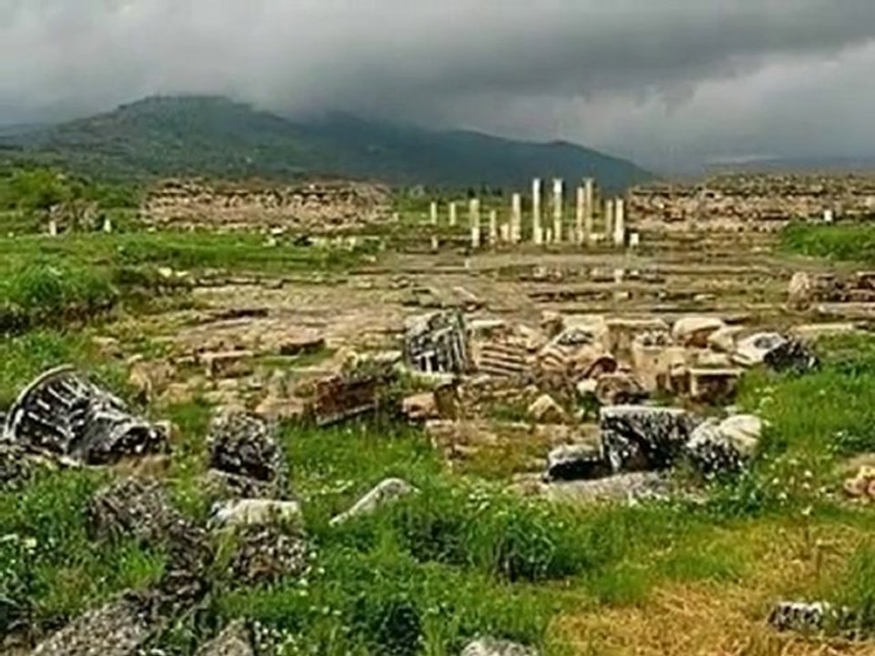 CEVİZİN YAPRAGI DAL ARASINDA