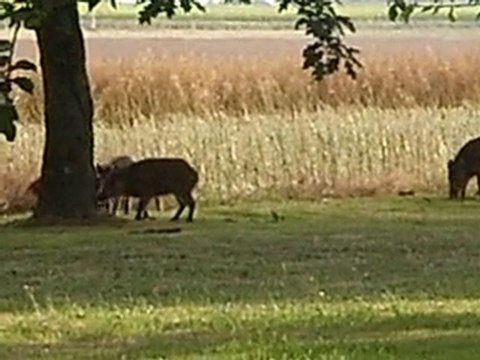 Petits sangliers dans mon jardin !