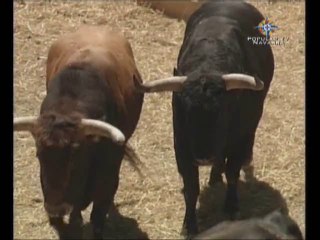 Mozos y Toros - 08/07/2010