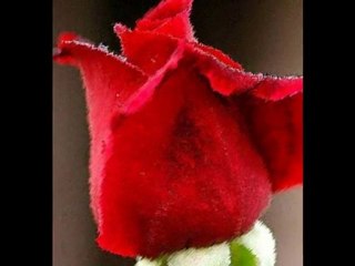 M.Emel AKSOY ESKİ ZAMAN AŞKLARI