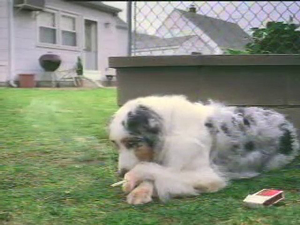 pourquoi votre chien va réellement dehors