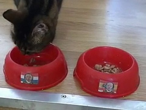 kat Miepie doet poging Wk-finale :)