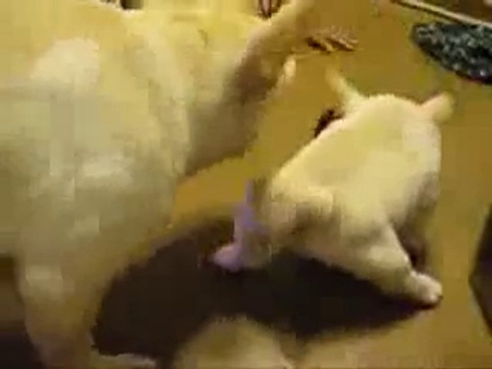 Köpek Böceğe Karşı