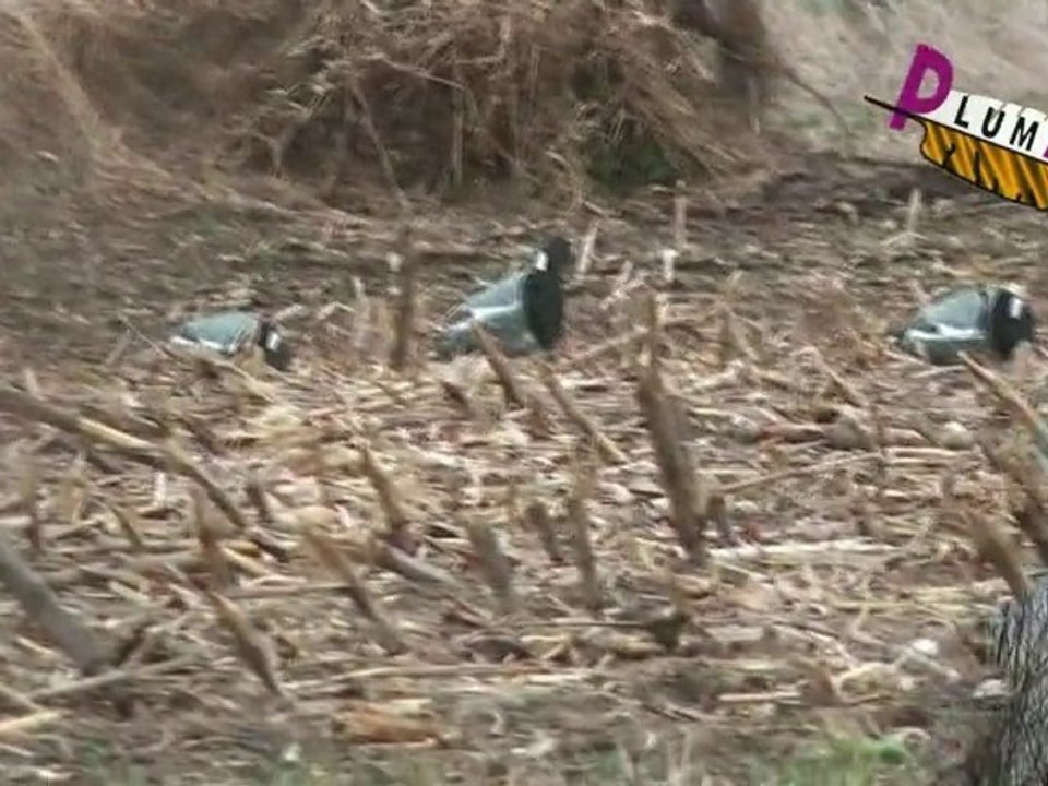 blettes chasse pigeon formes