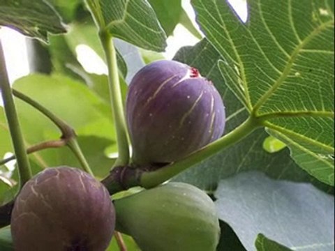 sunayı da deli gönül sunayı