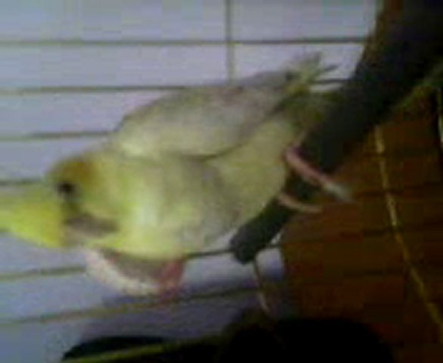 PAPAGAN