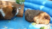 Cavia's Lizzy & Roxy in hun zwembadje.