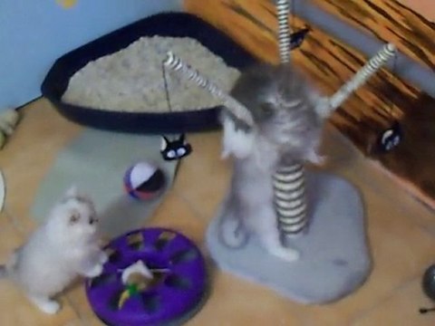 chatons presque 2 mois