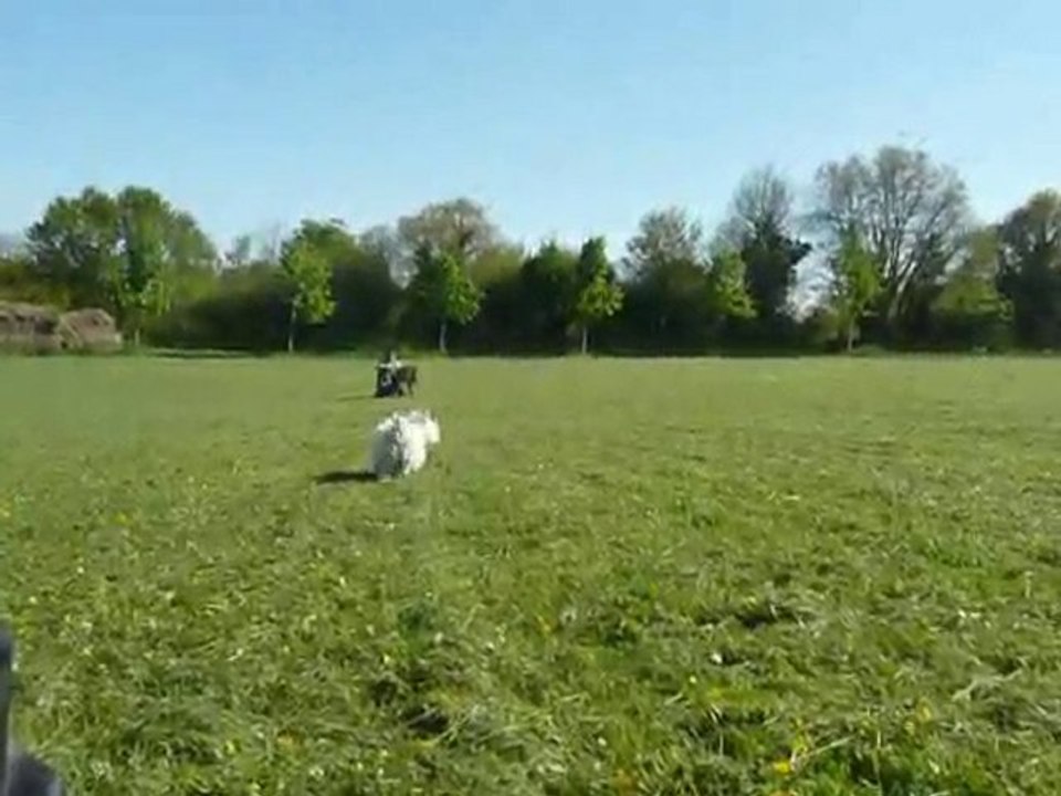 Tricky & willow dans la prairie