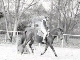 obstacle en licol avec Razièle, 4 ans