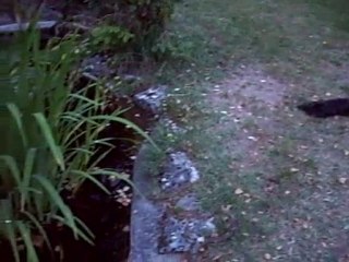 Rouky et Foudjy N°2 Foudjy a été renommé après l'adoption renommé il est devenu Filou