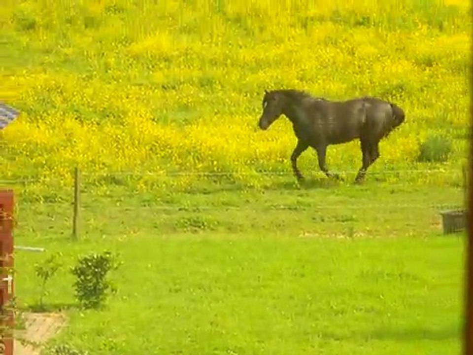 Nomen au Galop :D