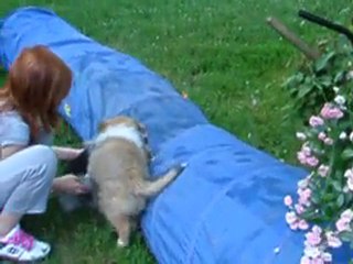 2mois félyne bleue des stuarts de boisbelle , le tunnel d'a