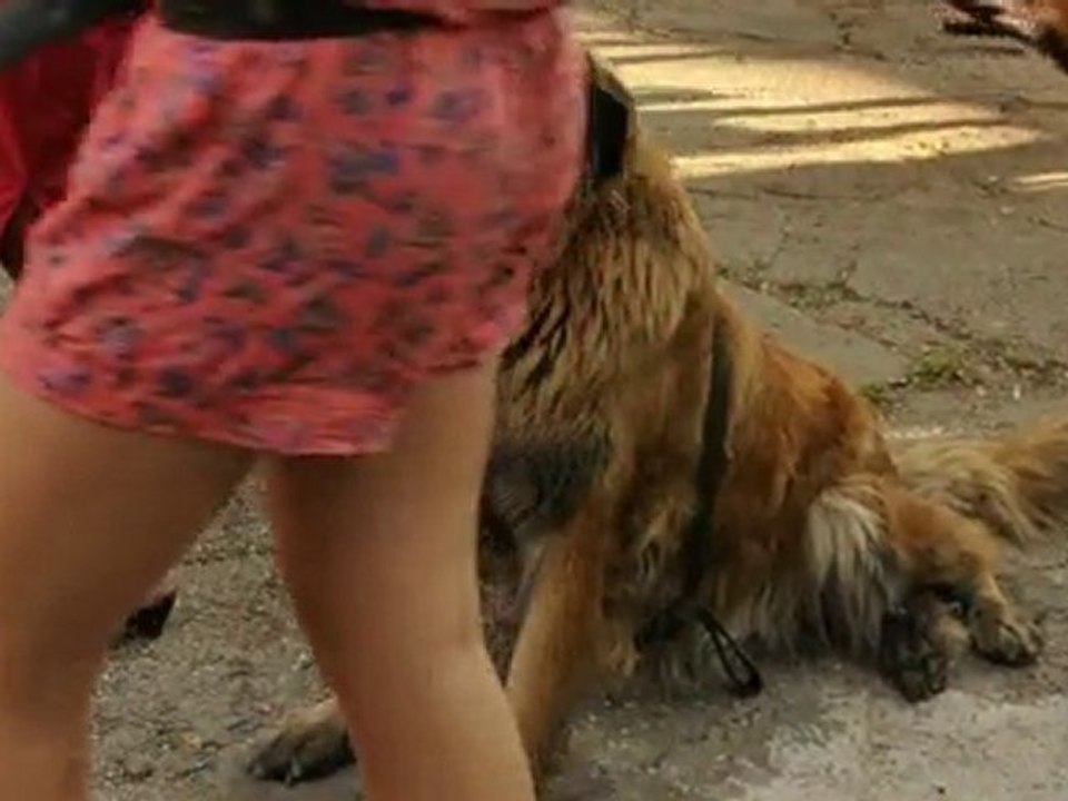 un chien dans un cocktail