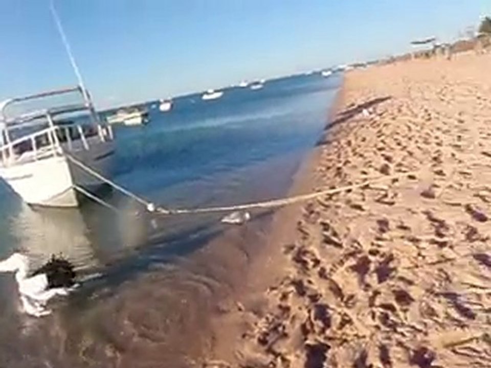 Pélicans de Monkey Mia