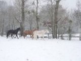 Juments sous la neige, 2009