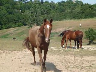 Quiqui après la douche