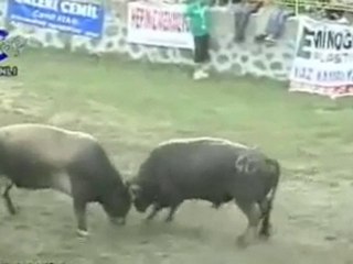 kafkasör festivali-2010 boğa güreşlerinden