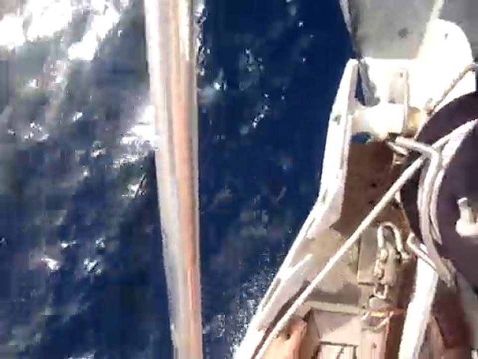 Les dauphins de l'Atlantique sur Pilou!