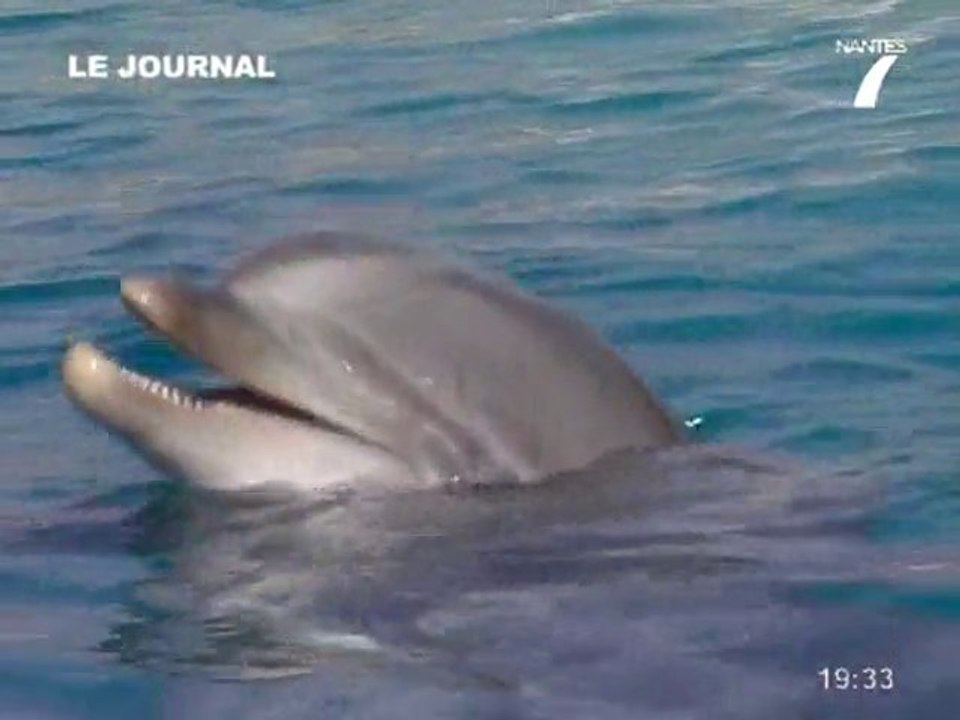Planète Sauvage: Les dauphins de retour!(Port-St-Père)