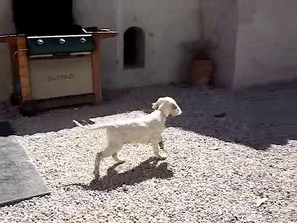 Belle de l'Aile Rousse à 3 mois