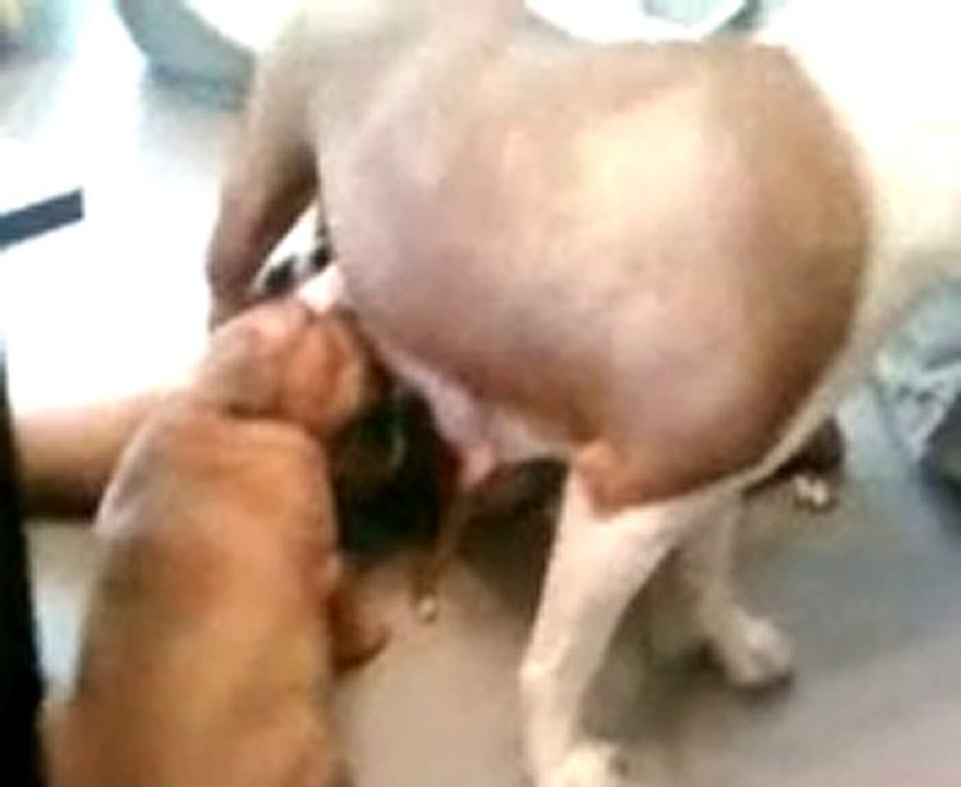 Les dernières Tétées de la quatrième portée