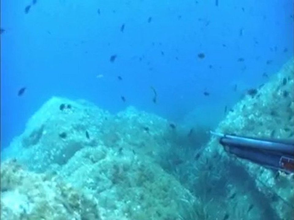 chasse sous marine n°24 team cressi sub