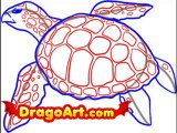 How to draw a sea turtle, step by step