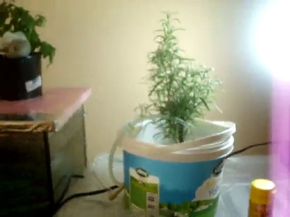 aquaponic