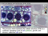 Cell Biology: Cell Cycle Mitosis and Cell Division