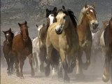 Chevaux Sauvages : Mustang
