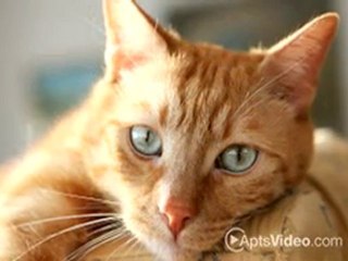 Casa Madrid Apartments in Azusa, CA - ForRent.com