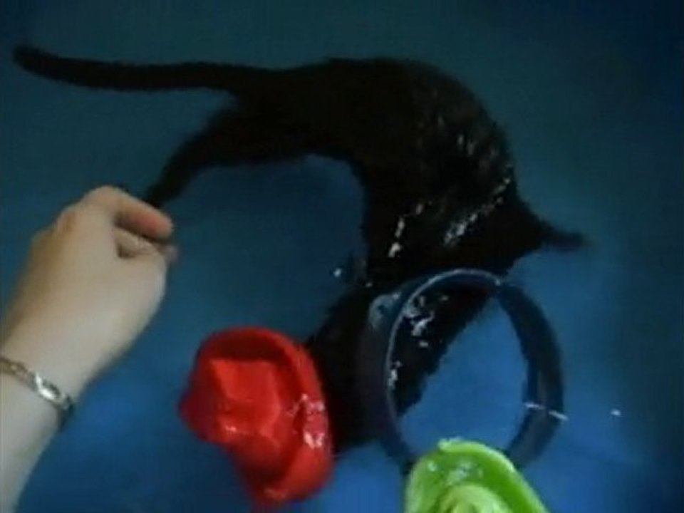 Bretzel le vison dauphin été 2010 / my baby pet mink as a dolphin