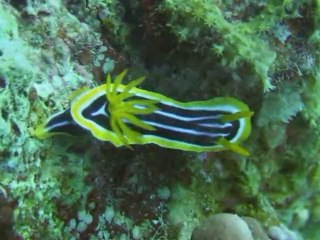 divers mer rouge