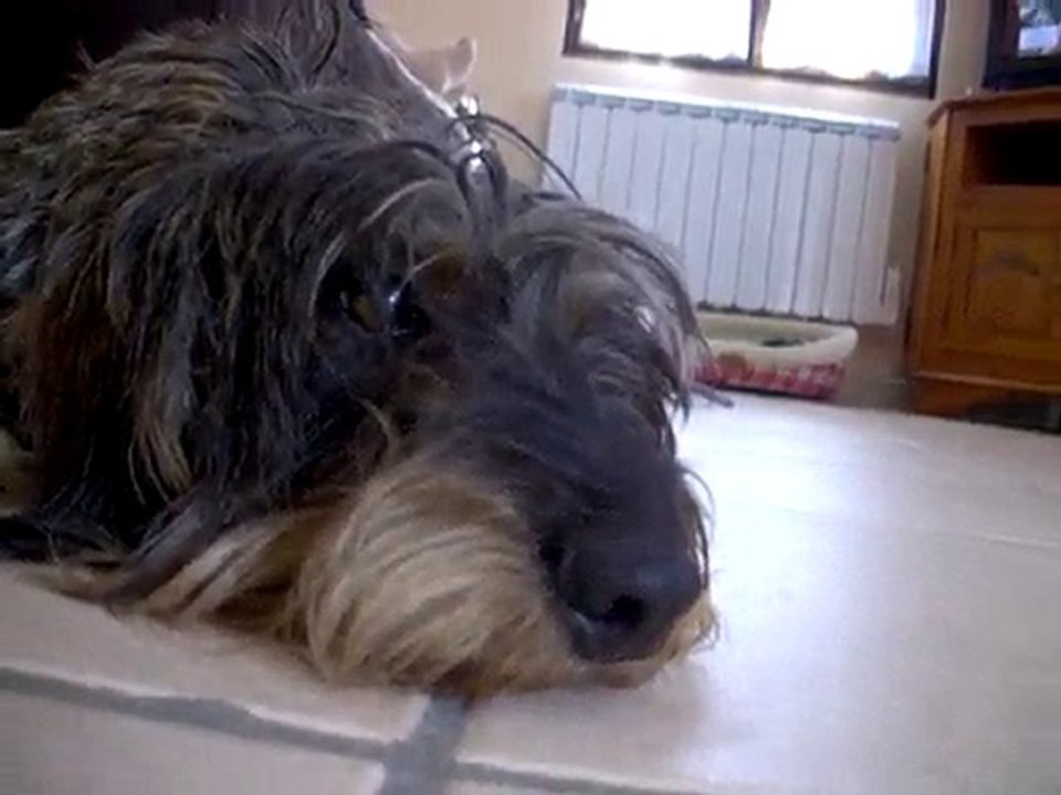 canelle la teckel